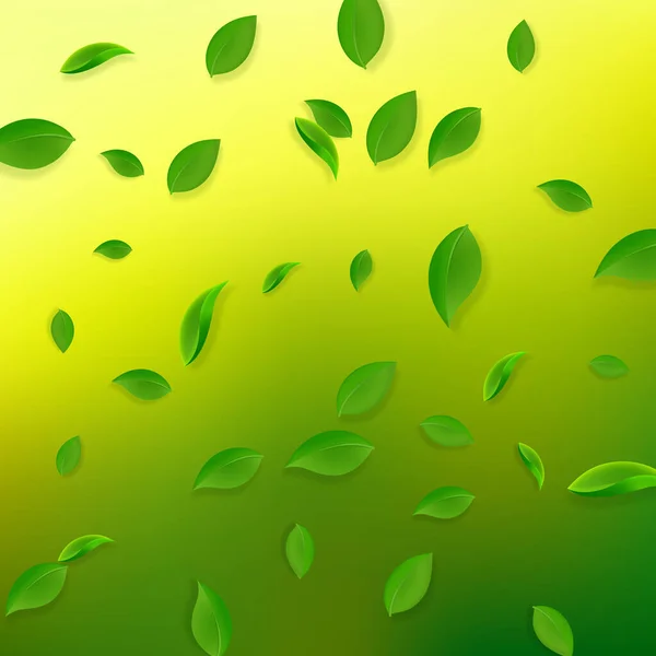 Düşen yeşil yapraklar. Taze çay. Karmaşık yapraklar. — Stok Vektör