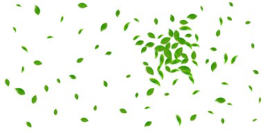 Düşen yeşil yapraklar. Taze çay. Karmaşık yapraklar.