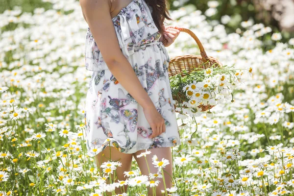 Jeune Femme Brune Avec Panier Dans Champ Camomille — Photo