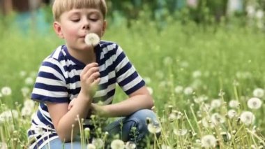Sevimli küçük çocuk karahindiba ile oynuyor.. 