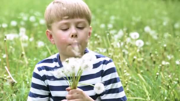 Милый Маленький Мальчик Играет Одуванчиками — стоковое видео
