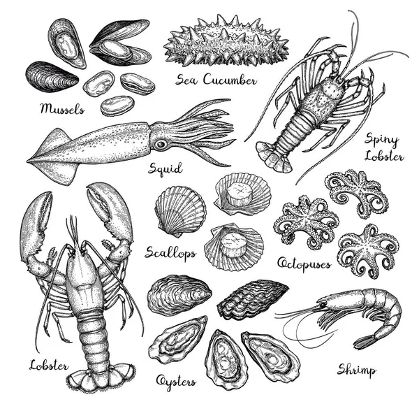 Seafood big set. — Stock Illustration Seafood big set. Royalty Free Stock Vectors