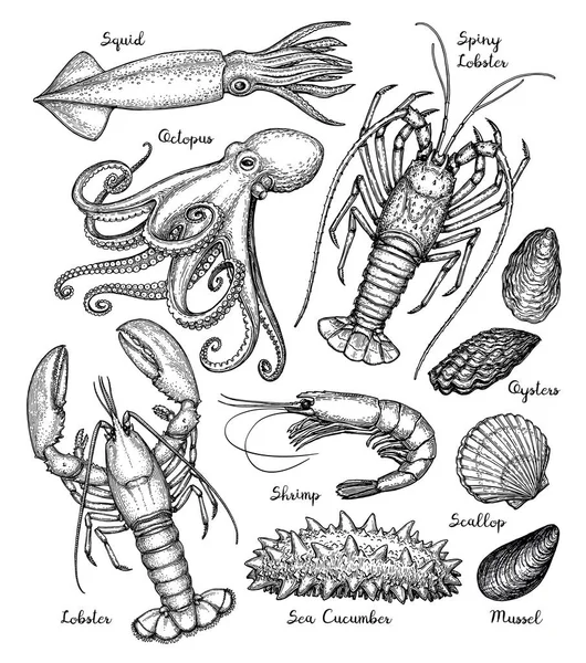 Sea animals big set. — Stock Illustration Sea animals big set. Stock Illustration