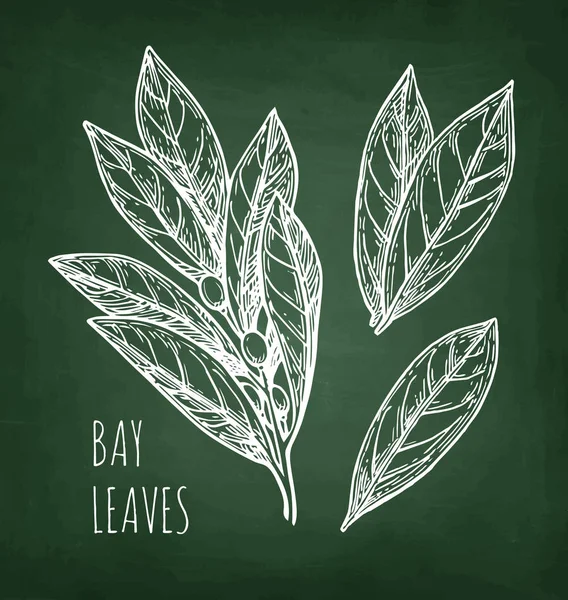 Chalk sketch of bay leaves.