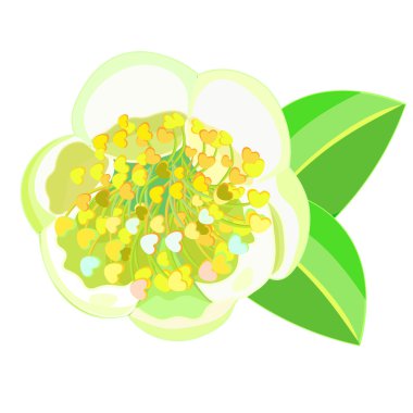 çiçekli çay çalı Camellia Çin. vektör çizim