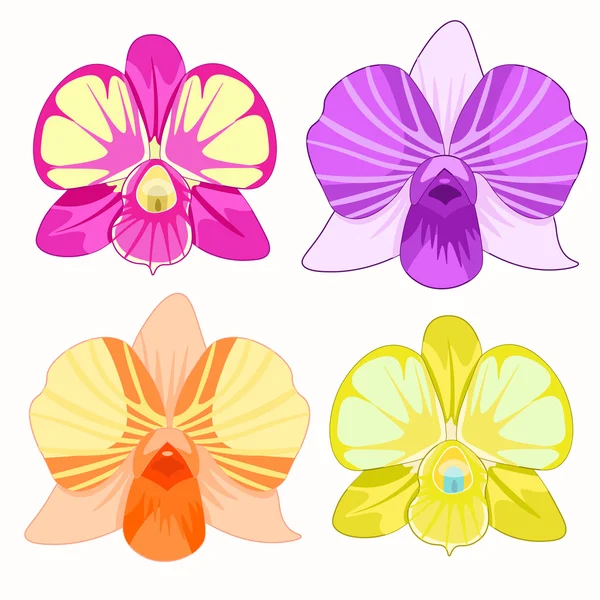 Dendrobium Orchidea set roze, paars, geel, oranje. vector — Stockvector