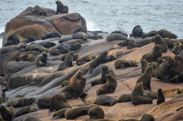 Sea lions on rocks