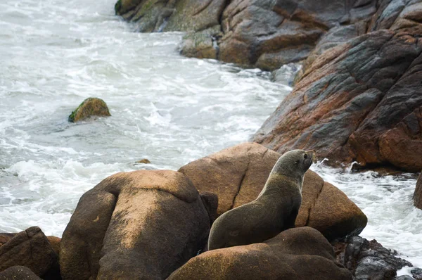 Sea lions on rocks