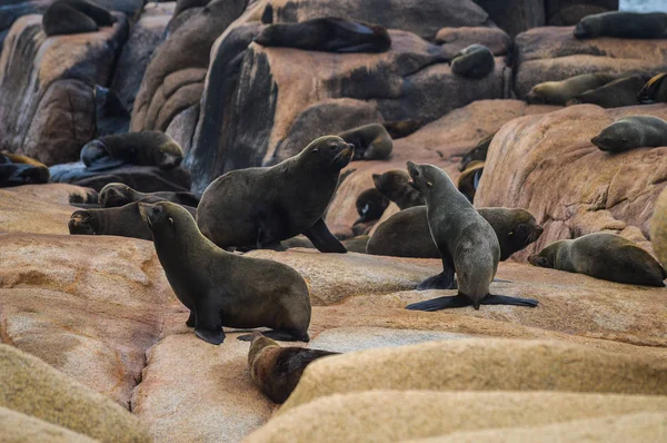 Sea lions on rocks