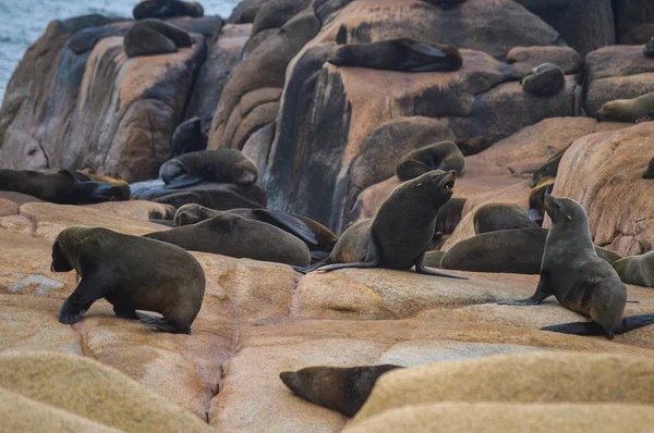 Leones marinos sobre rocas — Foto de Stock