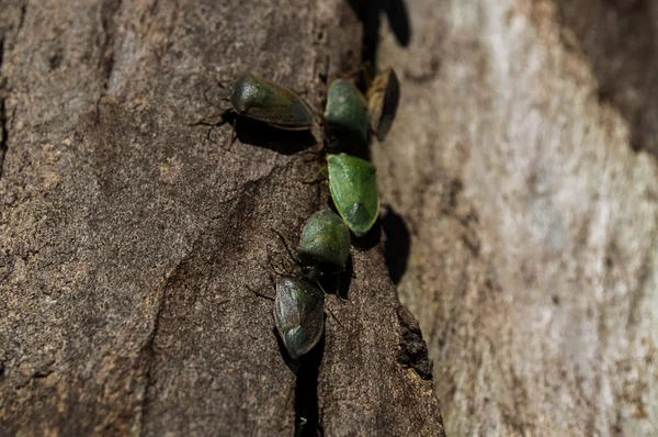 Koloni av små insekter — Stockfoto