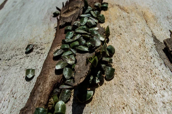 Colony of small insects — Stock Photo, Image