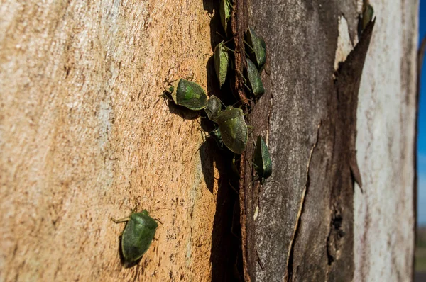 Kolonie malých hmyzu — Stock fotografie