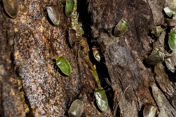 Колония мелких насекомых — стоковое фото