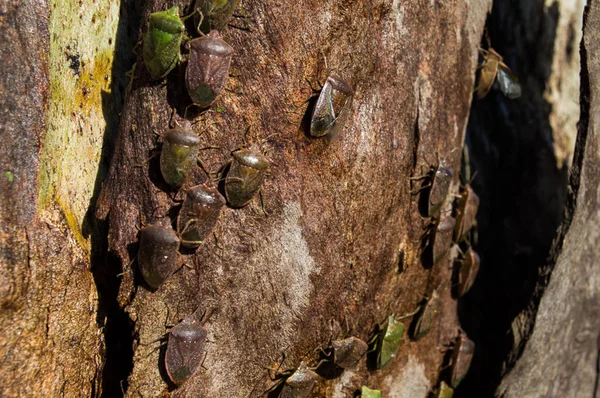 Kolonie van kleine insecten — Stockfoto