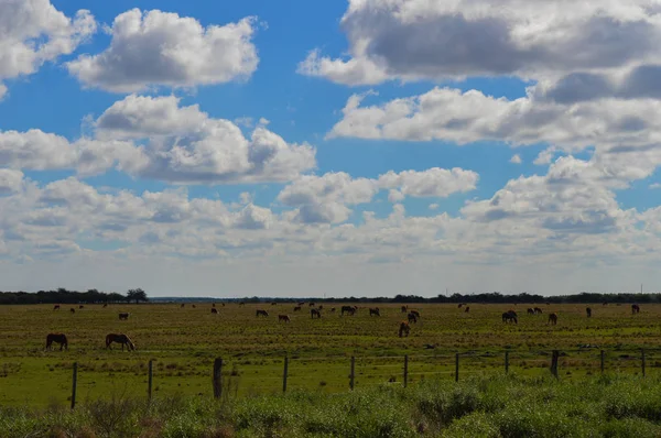 Kühe und Pferde essen auf dem Feld grün blauen Himmel über beautif — Stockfoto