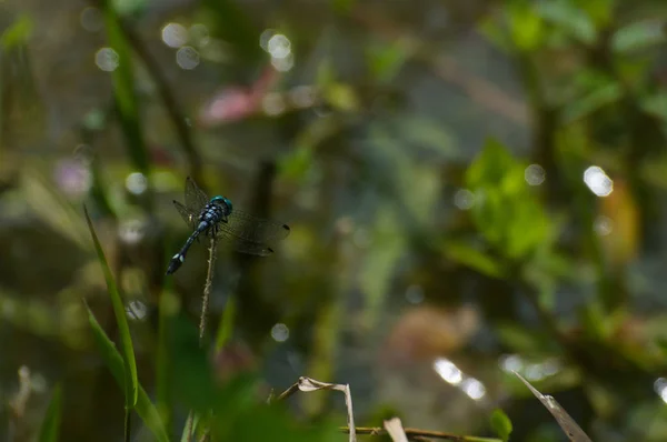 Hmyz těla táhla modrá barva — Stock fotografie