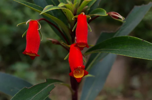 Flor com tubo de formato em vermelho — Fotografia de Stock