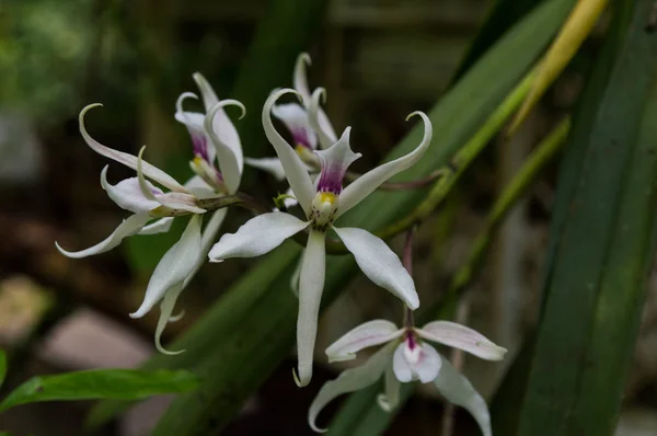 Flor del color orquídea blanca con detalles en el color purpl — Foto de Stock