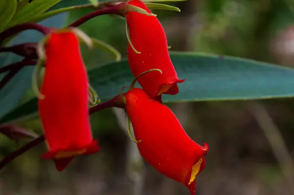 Květina s formát trubice v červené barvě — Stock fotografie