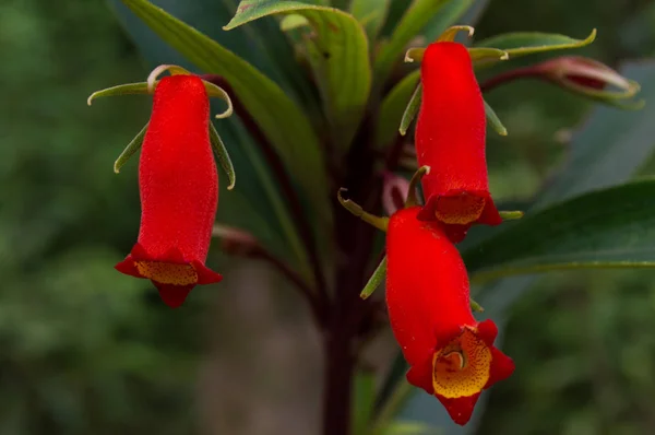 Květina s formát trubice v červené barvě — Stock fotografie