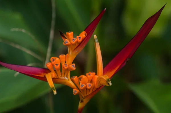 Květina v barvě oranžové s původním formátem — Stock fotografie
