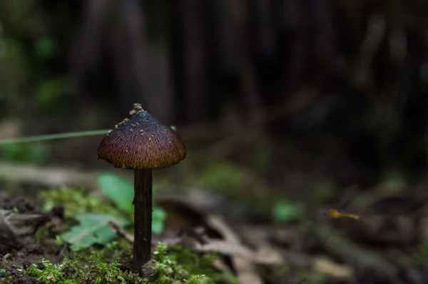 Мелкий гриб коричневого цвета — стоковое фото