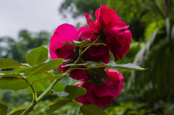 Conjunto de três rosas na cor vermelha por trás das vistas — Fotografia de Stock