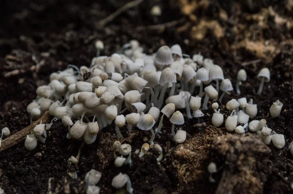 Foule de petits champignons de couleur blanche — Photo