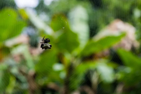 Pequena aranha na cor branca e preta com formato quase headcap — Fotografia de Stock