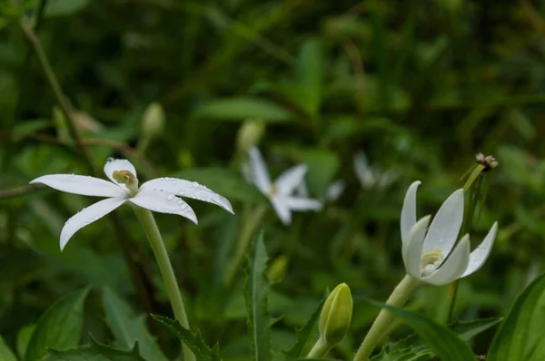 Weiße Blütenblätter von schmalen — Stockfoto
