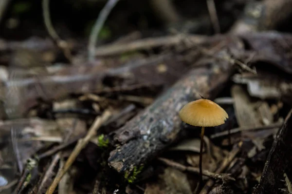 Small mushroom in yellow color — Stock Photo, Image