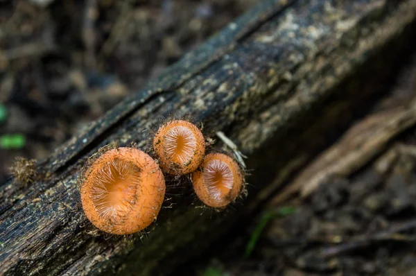 Fungus in wood in color orange with format and surface with smal — Stock Photo, Image