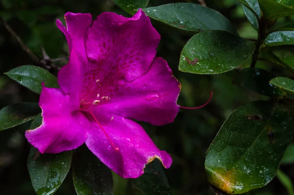 Flor en azaleia llamada rosa color Imagen de archivo
