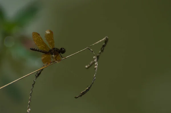 Insecte avec corps de couleur et ailes brun doré — Photo