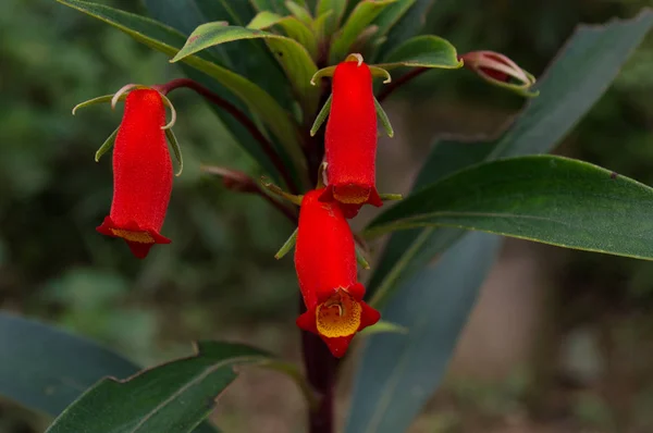 Квітка з форматною трубкою в червоному — стокове фото