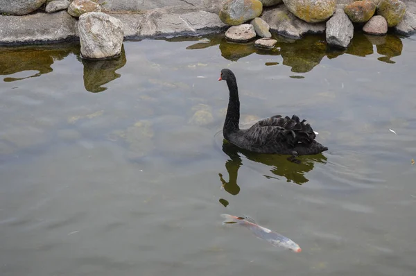 Cisne negro en el lago con peces —  Fotos de Stock