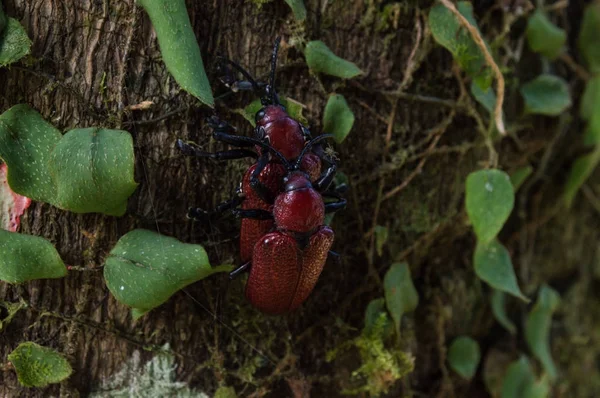 Red Color Insects Doing Sex — Photo