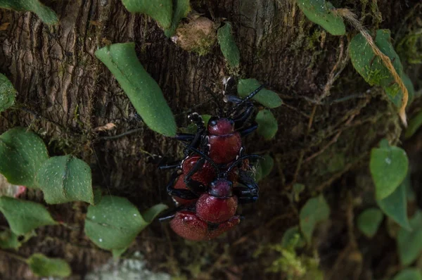 나무에서 번식하는 곤충들 — 스톡 사진