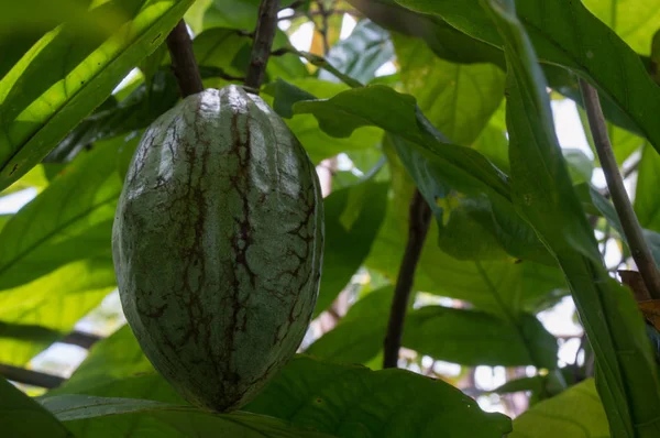 Brazilian Cocoa Fruit Nature — Stock Photo, Image