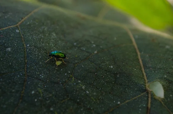 Pequeño insecto verde caminando sobre hoja — Foto de Stock