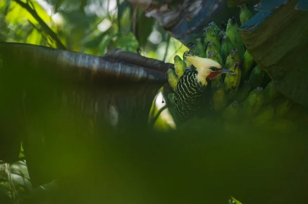 Hermoso pájaro en los colores blanco, negro y amarillo — Foto de Stock