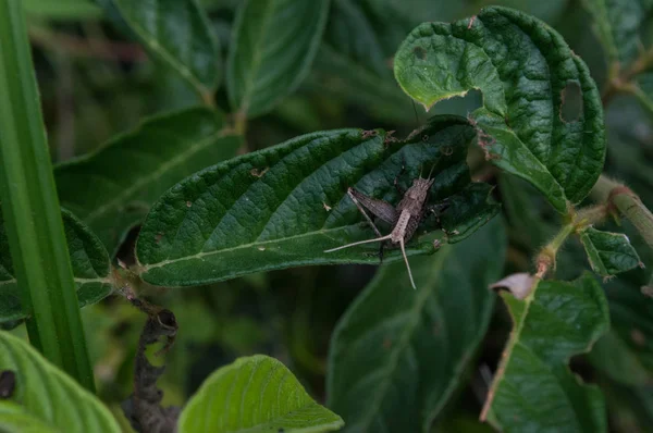 잎에 대 한 회색 메뚜기 — 스톡 사진