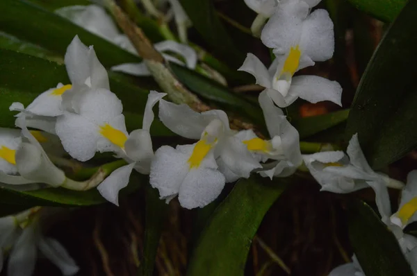 Orchidej s bílými květy — Stock fotografie