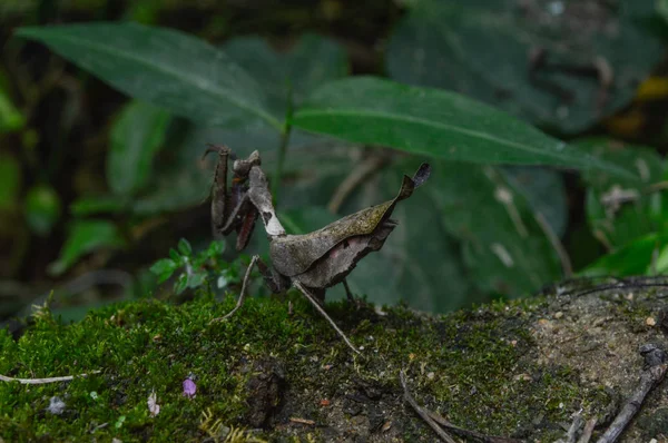 Коричневое насекомое с камуфляжем из сухого листа — стоковое фото