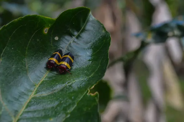 Два насекомых вместе о листе — стоковое фото