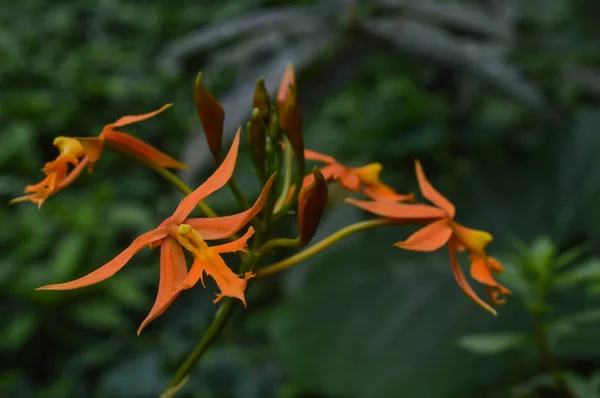 Orchidej s oranžovými květy — Stock fotografie