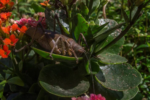 Grote sprinkhaan in bladeren plant — Stockfoto