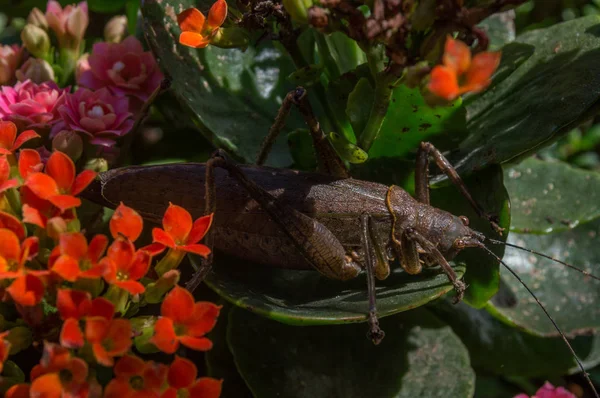 큰 메뚜기 갈색 — 스톡 사진