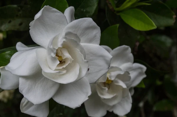Красивый жасмин в белом цвете Лицензионные Стоковые Изображения